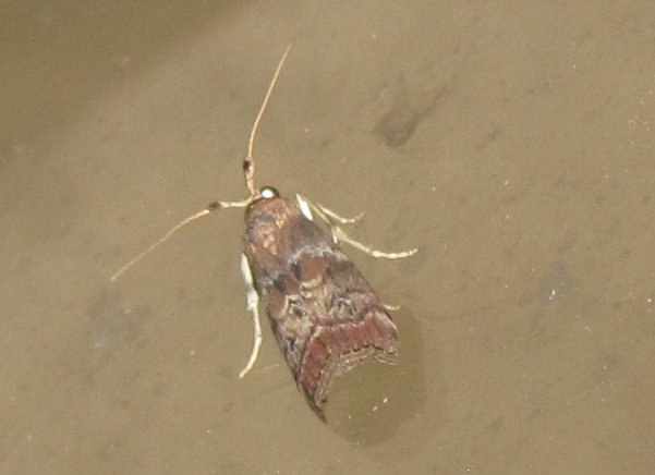 Phycita roborella (Pyralidae)